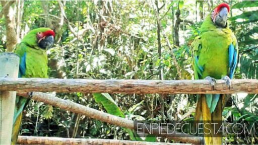 zoologico de aves en santander